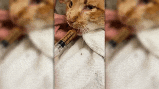 Ajude a salvar o gatinho